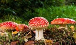 17ccgcg吃瓜爆料蘑菇